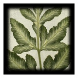 Variegated Fern I