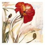 Crimson Poppy I