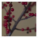 Red Berries II