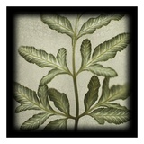 Variegated Fern III