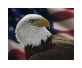 American Bald Eagle