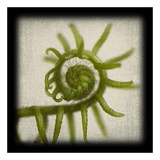 Spiral Fern