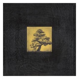 Bonsai Sacred Tree