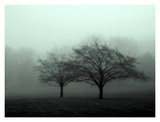 Grey Green