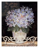 Hydrangeas of Lyon