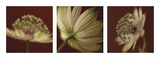 Astrantia on Red Triptych