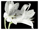 Lily I