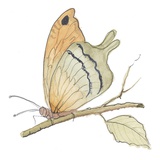 Butterfly in Orange