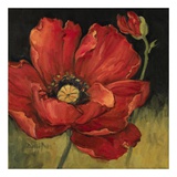 Poppy Blossom II