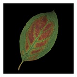 Hydrangea Leaf on Black