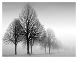 Winter Trees III