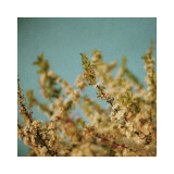 Darling Buds of May