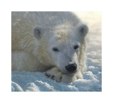Polar Bear Cub