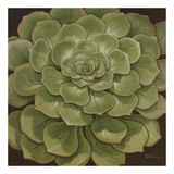 Succulent I