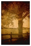 Days Gone By