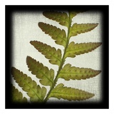 Red Fern