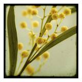 Vintage Botanical I