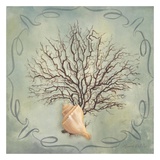 Seashells IV