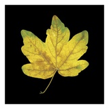 Yellow Maple