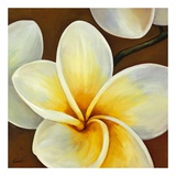 Frangipani II