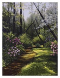 Spring Woods