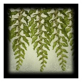 Tassle Fern I