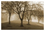 Misty Park