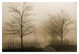 Foggy Walk