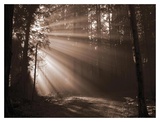 Forest Light I