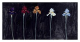 Midnight Irises