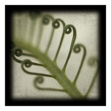 Sago Fern
