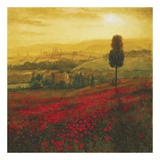 Shades of Poppies