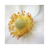 Iceland Poppy I