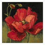 Poppy Blossom I