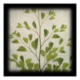 Maidenhair Fern
