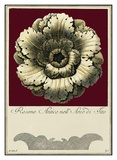 Rosone Antico III