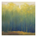 Deep Woods In Summer