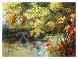 Creek And Fall Trees