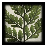 Rabbitsfoot Fern