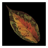 Cherry Leaf on Black