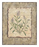 Vintage Herbs  Sage