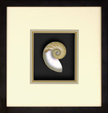 Natural Nautilus III