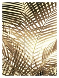Areca Sepia Palm II