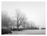 Misty Tree  Lined Field