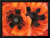 Oriental Poppies  1928