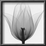 Triumph Tulip