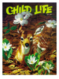 Fawn in Spring Time - Child Life  May 1972