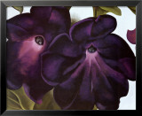 Black and Purple Petunias
