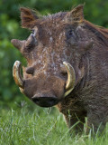 A Battle-Scared Male Warthog in the Salient of the Aberdare National Park