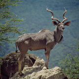 A Fine Greater Kudu Bull Standing on a Termite Mound in the Game Reserve Surrounding Lake Bogoria